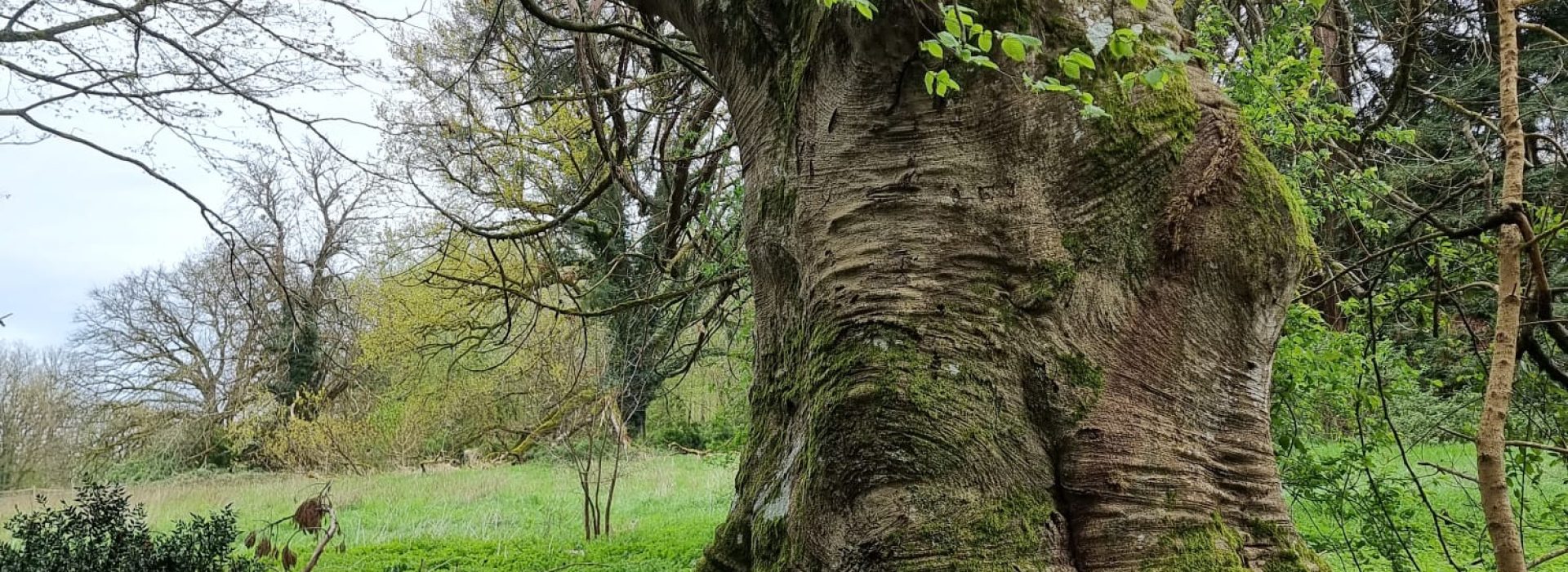 arbre céline connan